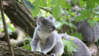 ケアンズでコアラ抱っこ写真が撮れる場所 安く撮る 市内で撮る オーストラリア旅行記ブログ
