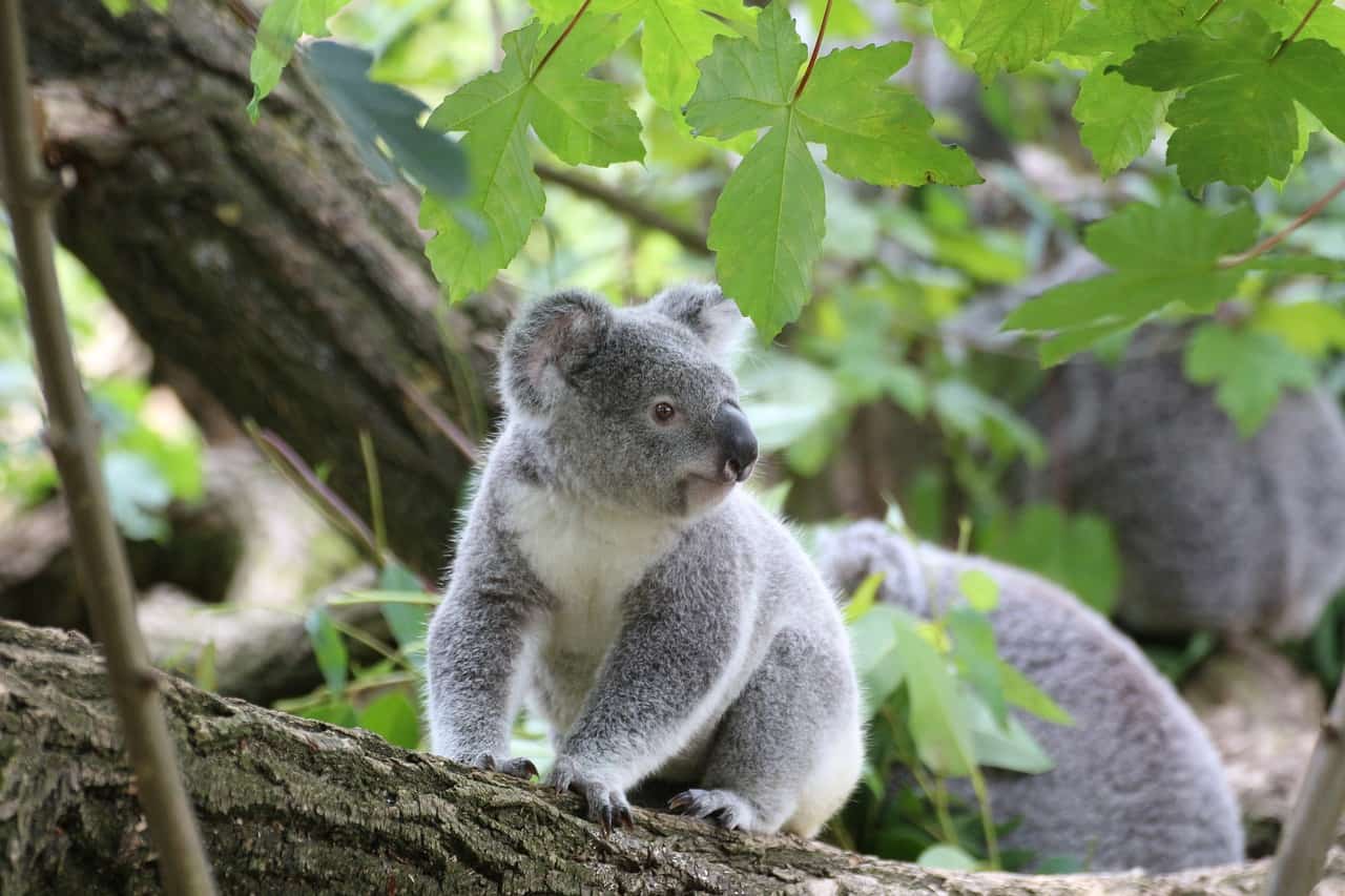 ケアンズの４つの動物園を徹底比較 オーストラリア観光 オーストラリア旅行記ブログ