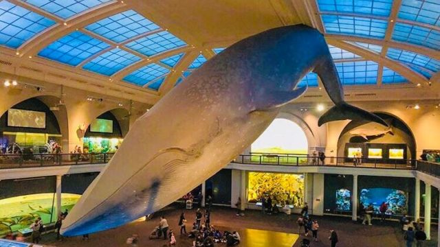 子連れnyはアメリカ自然史博物館が超おすすめ 行き方 料金 見どころ完全ガイド 子連れニューヨーク旅行記ブログ