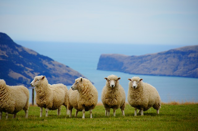 ニュージーランド観光 北島おすすめ旅のモデルルート ニュージーランド旅行記ブログ