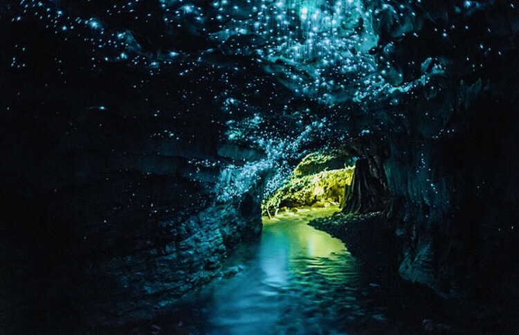 ワイトモ洞窟で見る土ボタルはラピュタの飛鉱石のような神秘的な美しさだった ニュージーランド旅行記ブログ