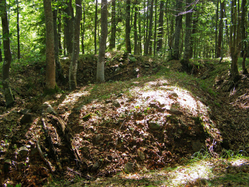 ルーマニア世界遺産　カルパチア山脈ブナ原生林群