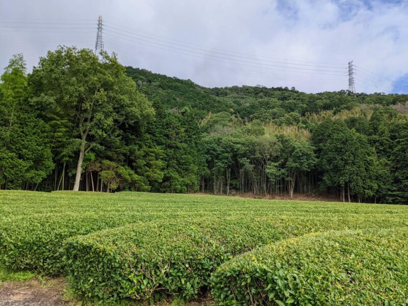 美しい茶畑