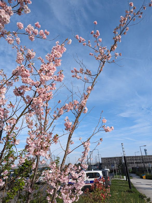 シャルルドゴールでみた桜